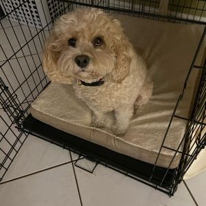 Meet your Posher, Carmen